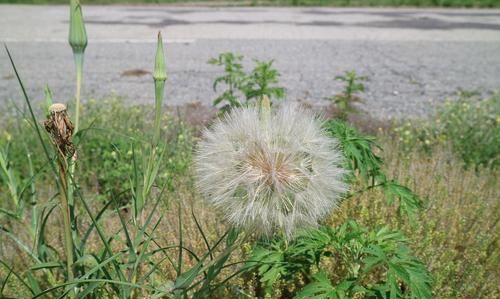 真正的蒲公英长什么样,蒲公英什么时候开花图5