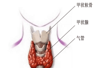 什么是甲亢 甲亢的临床表现,甲亢典型的临床表现有什么图2