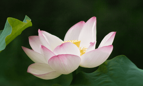 夏天开的花有哪些,夏天开花的花0种花图6