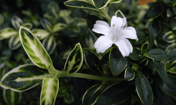 夏天开的花有哪些,夏天开花的花0种花图9