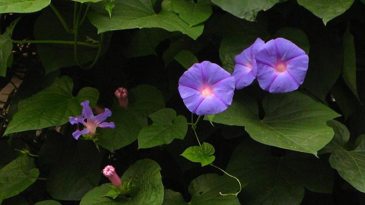 夏天开的花有哪些,夏天开花的花0种花图12