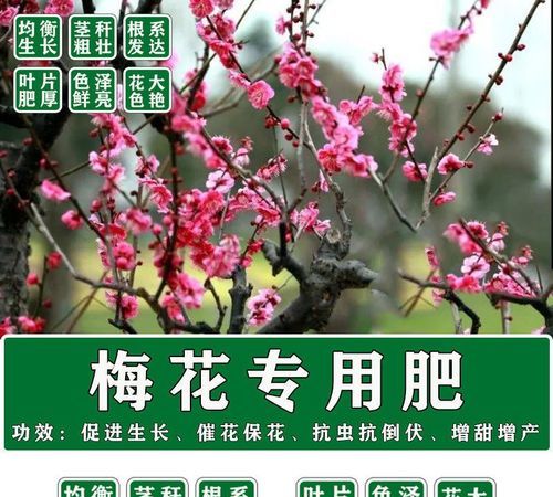 梅花施肥的技巧,梅花施肥时间和方法