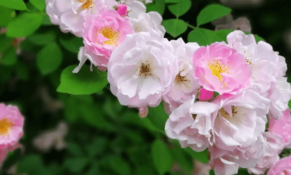 蔷薇种子在什么季节种，蔷薇种子种植方法及时间视频图4