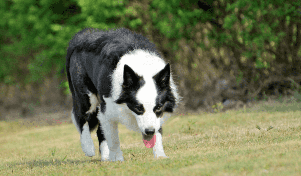 世界名犬大全,世界十大名狗排行榜图22