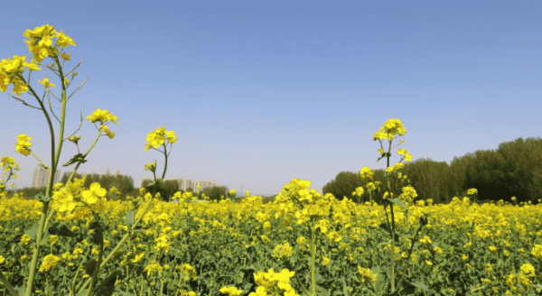 油菜花花期是几月,油菜花的花期是多久图1