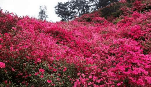 杜鹃花秋天怎么养图3