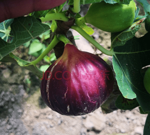 菠菜无花果种植方法和时间,春天都种什么蔬菜最好图2