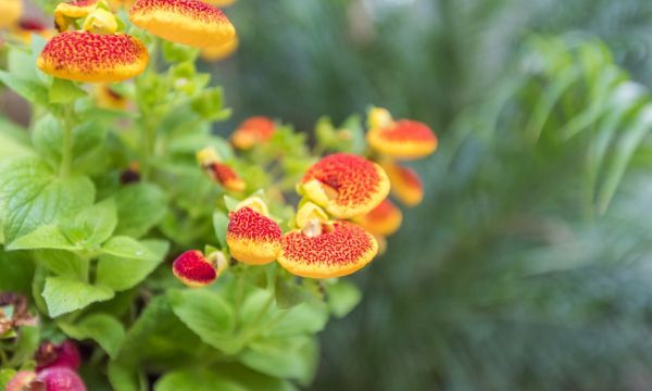 蒲包花种子如何种植，蒲包花的养殖方法和注意事项图1