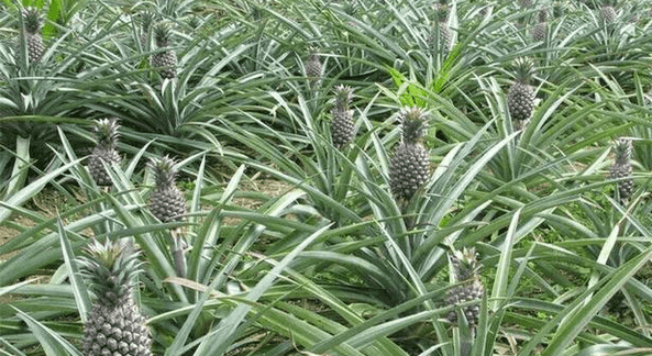 菠萝是怎么长成的,菠萝是长在树上还是地上 菠萝是怎么长出来的图2