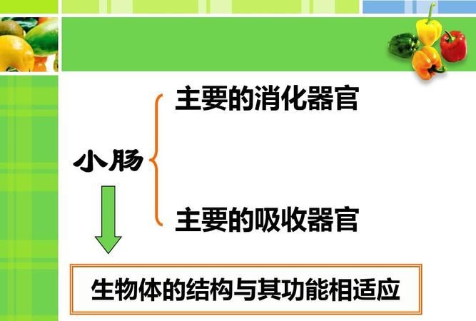 人最重要的吸收器官是哪,人体消化吸收功能最强的部位是