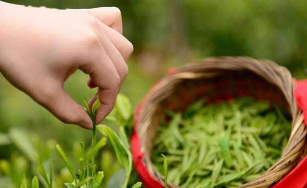 明前茶与明后茶有什么区别，明前茶和雨前茶外观如何区分图2