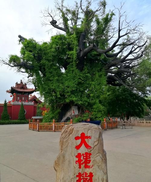 山西洪桐县大槐树,山西洪洞大槐树旅游景点门票图6