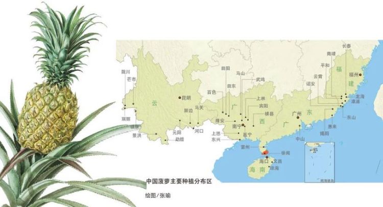 菠萝产地主要在哪一个省,菠萝产地主要在哪个省图2