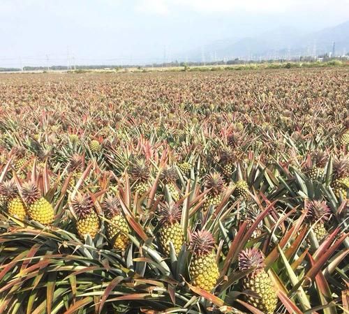 菠萝产地主要在哪一个省,菠萝产地主要在哪个省图3