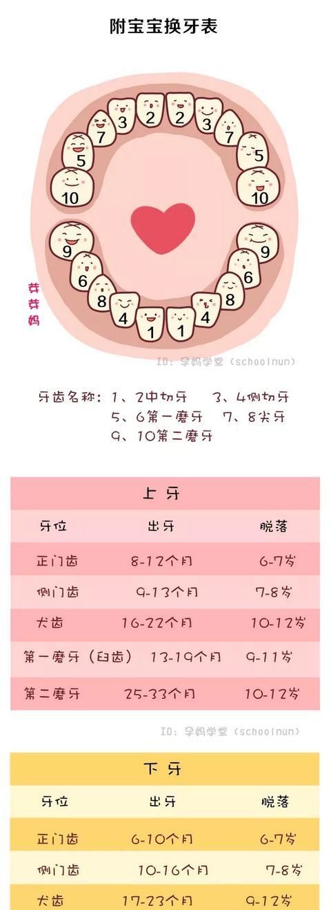 小孩是怎么出牙的,新手宝妈须知图7