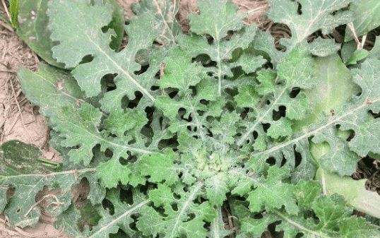 泥胡菜什么味道，泥胡菜太苦了怎么吃的图3