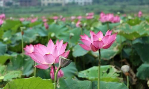 花的名称花的样子与花有关的诗句,关于描写花卉的著名诗句