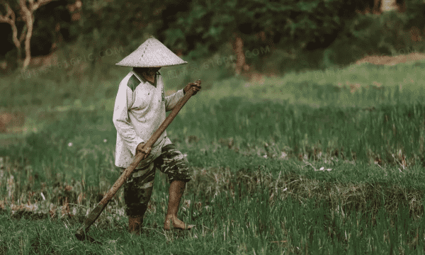 芒种代表的寓意,芒种的寓意和象征图3