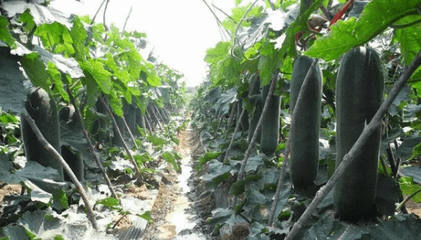 种冬瓜喜欢什么肥,种菜最好的肥料是什么图4