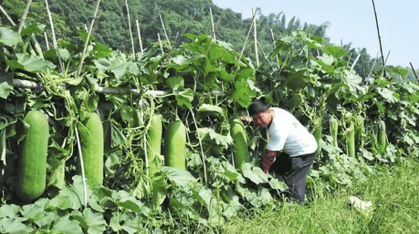 种冬瓜喜欢什么肥,种菜最好的肥料是什么图6