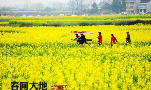 大地春回是什么意思,春回大地是什么意思图5