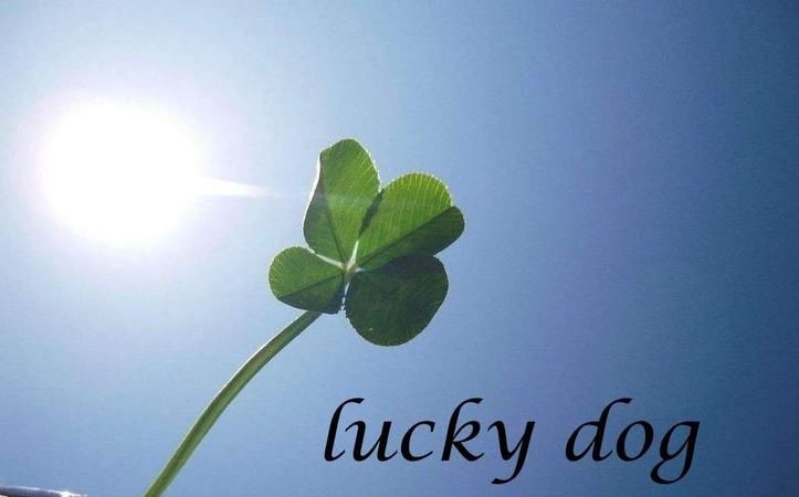 lucky是什么意思,Lucky中文什么意思图2