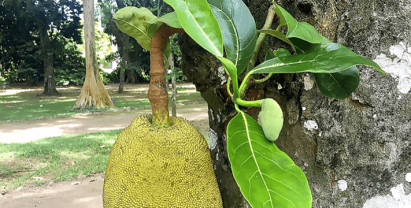 菠萝蜜树苗怎么样种植和护理,菠萝蜜苗怎么种植方法图4