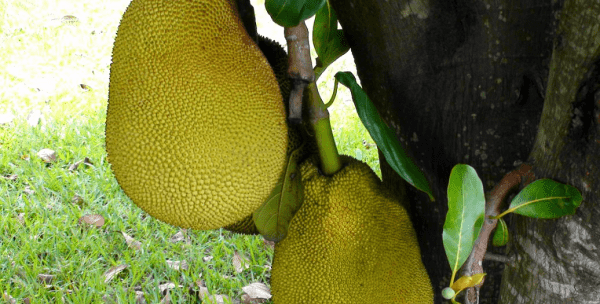 菠萝蜜树苗怎么样种植和护理,菠萝蜜苗怎么种植方法图5