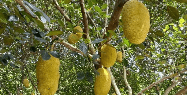 菠萝蜜树苗怎么样种植和护理,菠萝蜜苗怎么种植方法图6