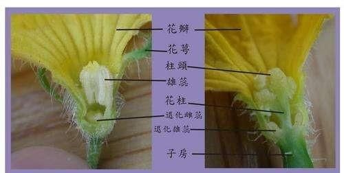 菠萝蜜怎么样区分雄花雌花,菠萝蜜属于什么水果