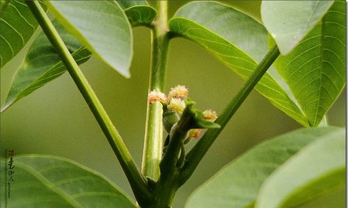 菠萝蜜怎么样区分雄花雌花,菠萝蜜属于什么水果图6