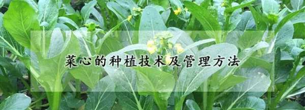 菜心怎么种,菜心种植时间和方法图2