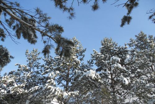 2月3日,2月3日是什么星座图2