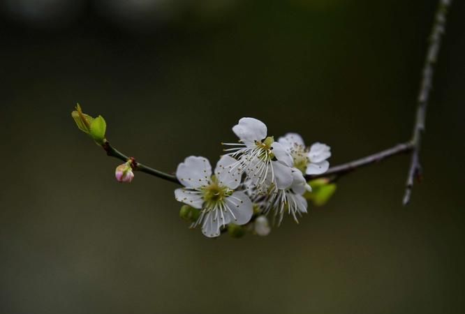 暗香疏影的意思,暗香疏影的意思图5