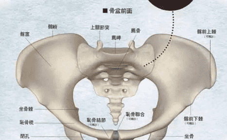 骨盆是哪一个部位,骨盆在哪个部位