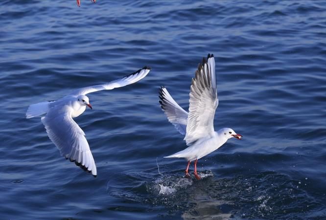 海鸥一天飞行多少公里,海鸥能飞多远不休息图2