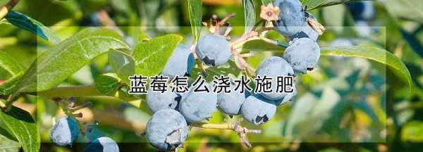 怎么给蓝莓用肥料,蓝莓施肥时间及方法图3