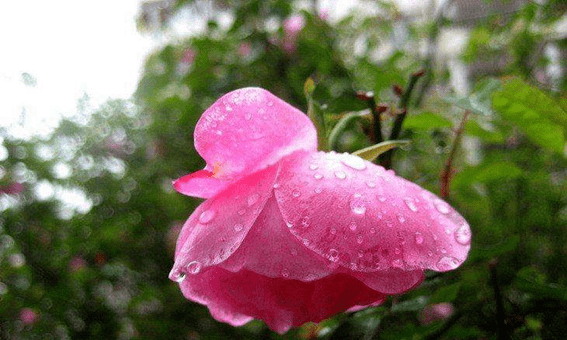 关于雨水的文艺句子,雨水荷花的描写优美句子图2