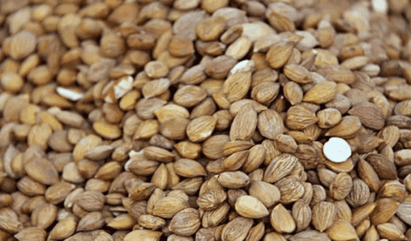 almond,almond怎么读图2