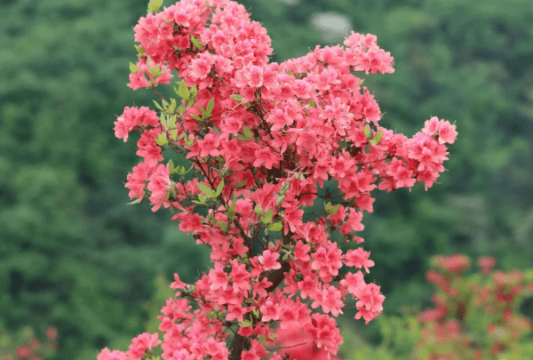 映山红与杜鹃的区别，映山红与杜鹃花的花瓣的区别图2