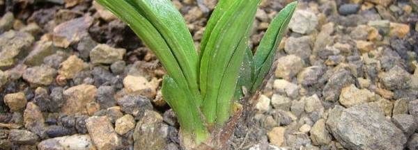 野生兰花怎么找,寻找野生矮种兰花经验方法