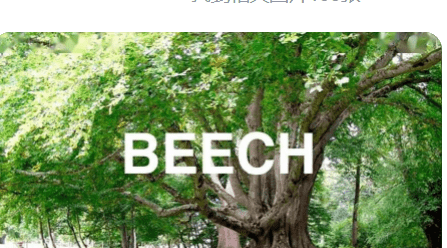 beechwood,beech是什么意思图1