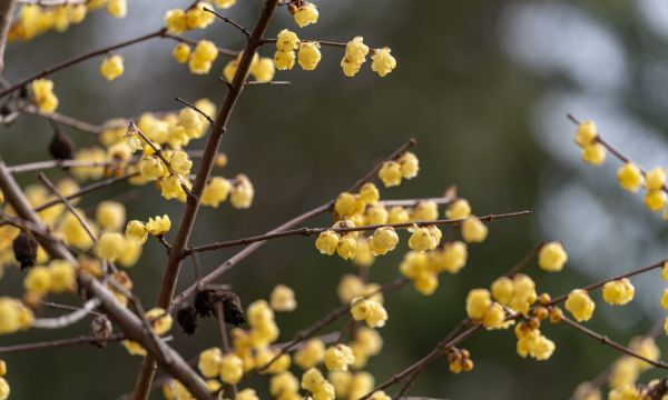 腊梅花后怎么养,腊梅花后怎么养护