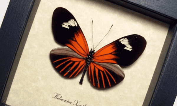 蝴蝶标本怎么制作