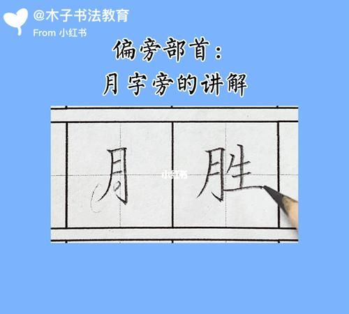 月字旁的字和什么有关,月字旁的字和什么有关图1