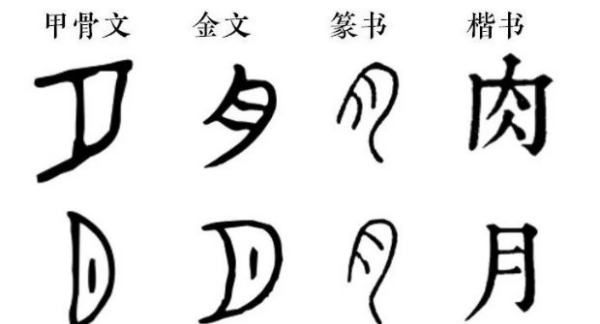 月字旁的字和什么有关,月字旁的字和什么有关图6