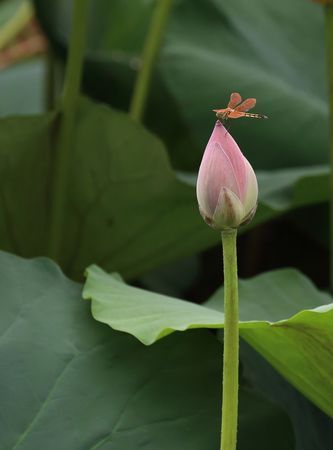 小荷才露尖尖角早有蜻蜓立上头,小河才露尖尖角 荷包蛋俩颗枣是什么意思图2