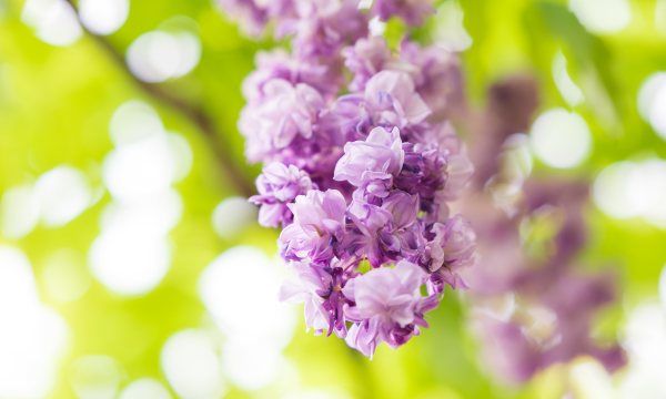 中国有紫藤花,紫滕花产自哪里的植物图4