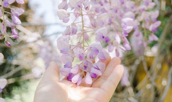 中国有紫藤花,紫滕花产自哪里的植物图7