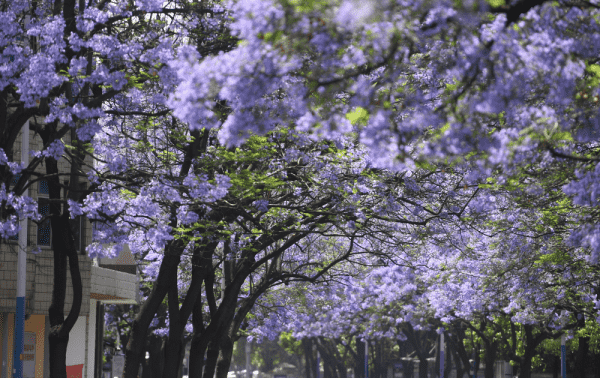 清明节去哪里踏青,清明节去哪里旅游最好图3